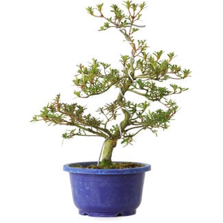 Rhododendron indicum Kougetsu, 30 cm, ± 8 anni