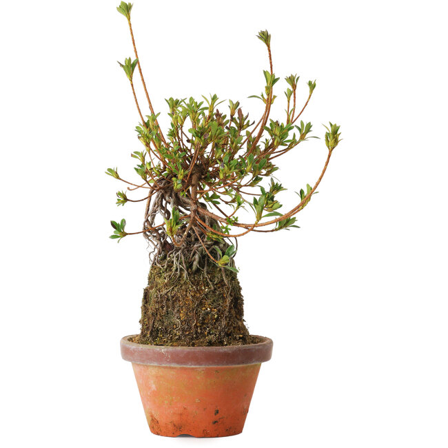 Rhododendron indicum Misora, 27 cm, ± 8 jaar oud