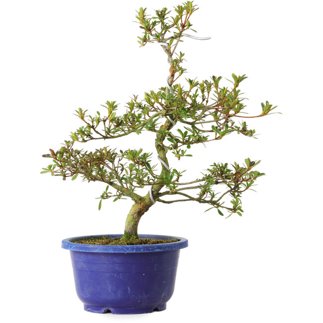 Rhododendron indicum Kougetsu, 30 cm, ± 8 anni