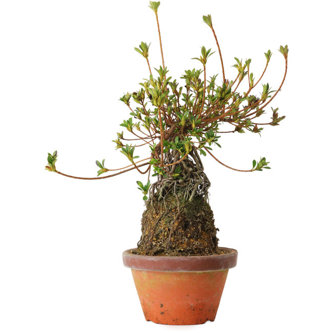 Rhododendron indicum Misora, 27 cm, ± 8 years old