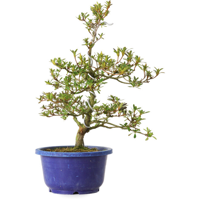 Rhododendron indicum Kougetsu, 30 cm, ± 8 anni