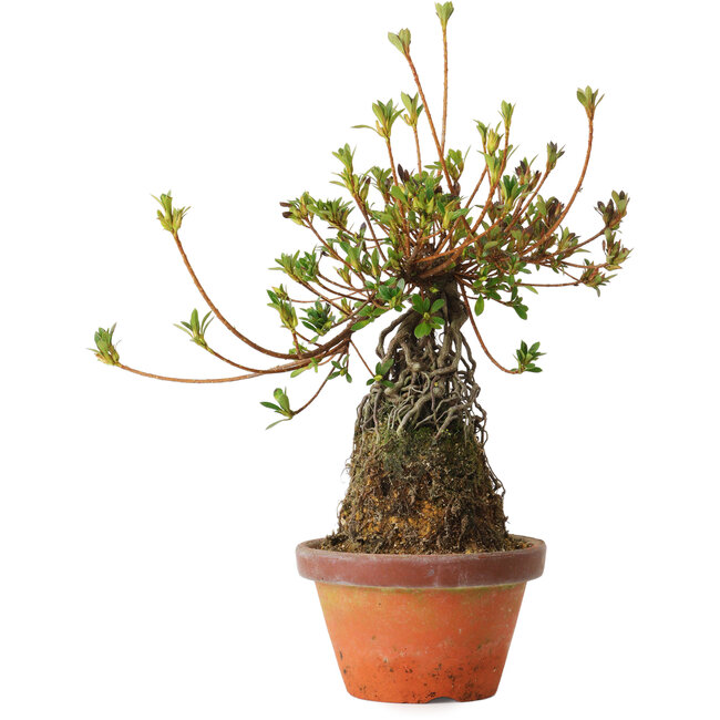 Rhododendron indicum Misora, 27 cm, ± 8 Jahre alt
