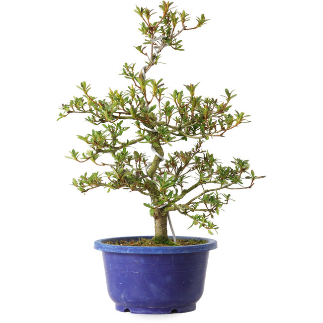 Rhododendron indicum Kougetsu, 30 cm, ± 8 anni