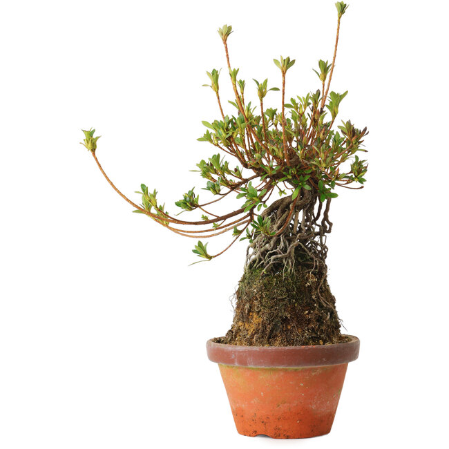 Rhododendron indicum Misora, 27 cm, ± 8 Jahre alt
