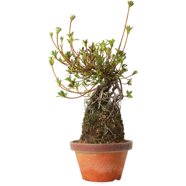 Rhododendron indicum Misora, 27 cm, ± 8 jaar oud