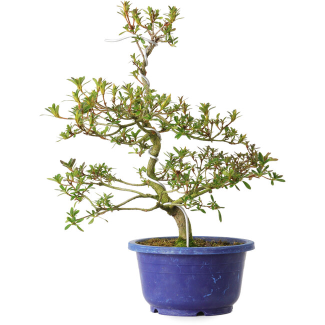 Rhododendron indicum Kougetsu, 30 cm, ± 8 anni