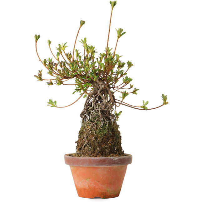 Rhododendron indicum Misora, 27 cm, ± 8 anni