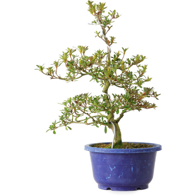 Rhododendron indicum Kougetsu, 30 cm, ± 8 anni