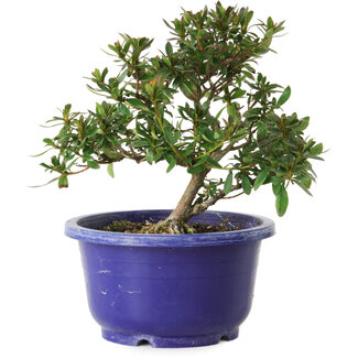 Rhododendron indicum variété inconnue, 17 cm, ± 8 ans