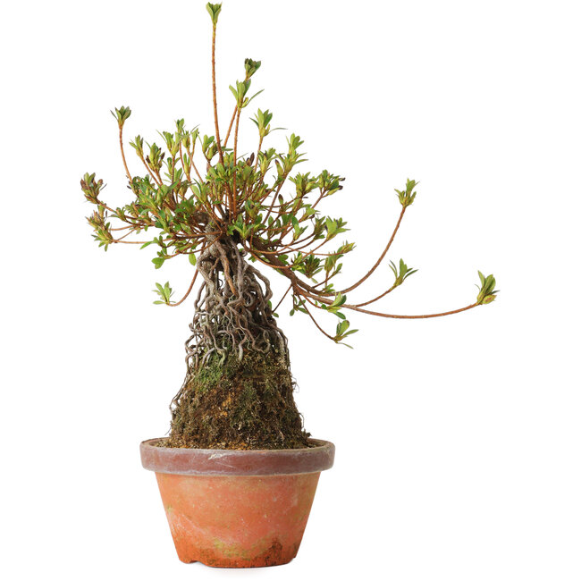 Rhododendron indicum Misora, 27 cm, ± 8 ans