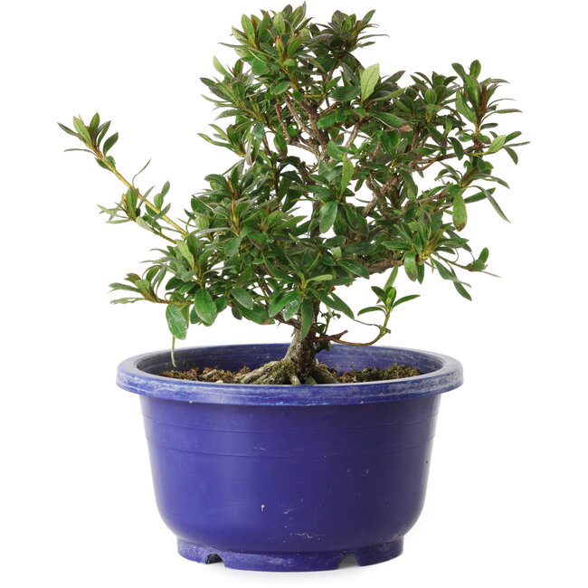 Rhododendron indicum variété inconnue, 17 cm, ± 8 ans