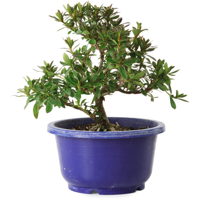 Rhododendron indicum variety unknown, 17 cm, ± 8 years old