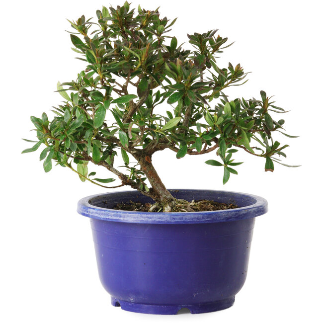 Rhododendron indicum, Sorte unbekannt, 17 cm, ca. 8 Jahre alt