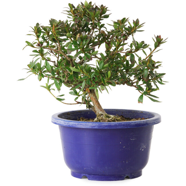 Rhododendron indicum variedad desconocida, 17 cm, ± 8 años