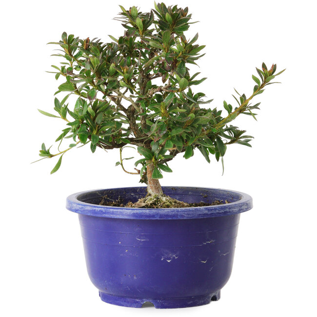 Rhododendron indicum variété inconnue, 17 cm, ± 8 ans