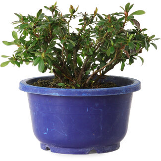 Rhododendron indicum Iwaiboshi, 10 cm, ± 8 jaar oud