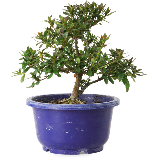 Rhododendron indicum, variëteit onbekend, 17 cm, ± 8 jaar oud