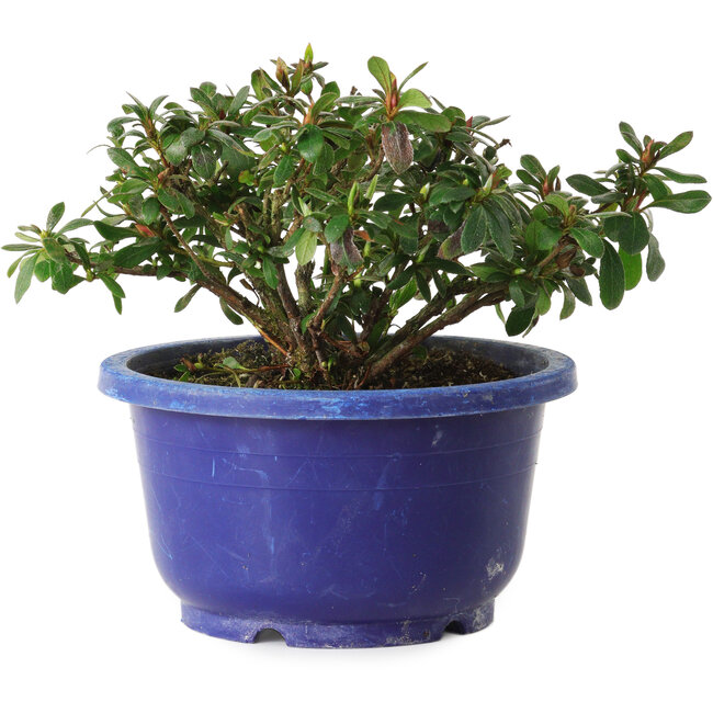 Rhododendron indicum Iwaiboshi, 10 cm, ± 8 anni