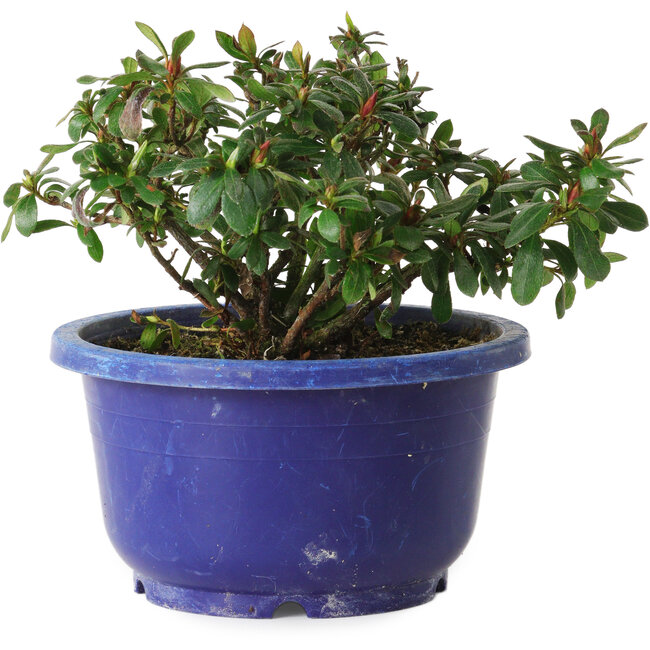 Rhododendron indicum Iwaiboshi, 10 cm, ± 8 años
