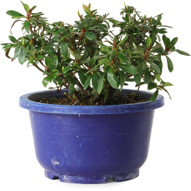 Rhododendron indicum Iwaiboshi, 10 cm, ± 8 jaar oud