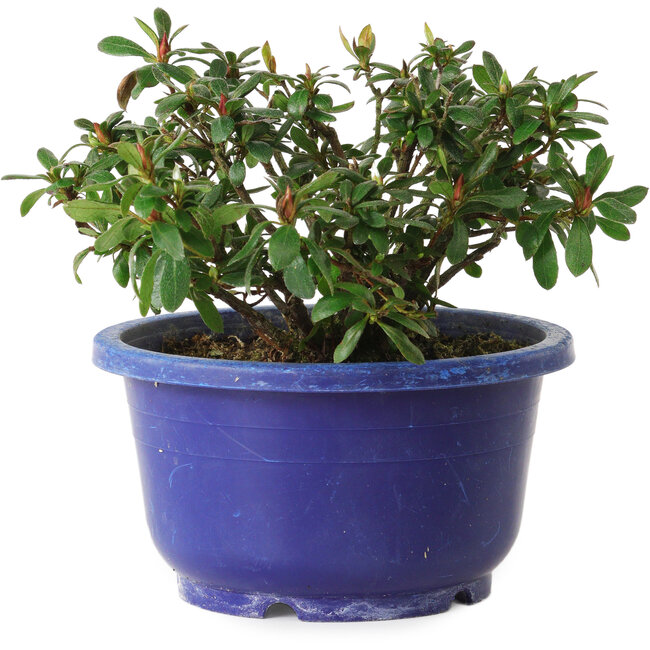 Rhododendron indicum Iwaiboshi, 10 cm, ± 8 años