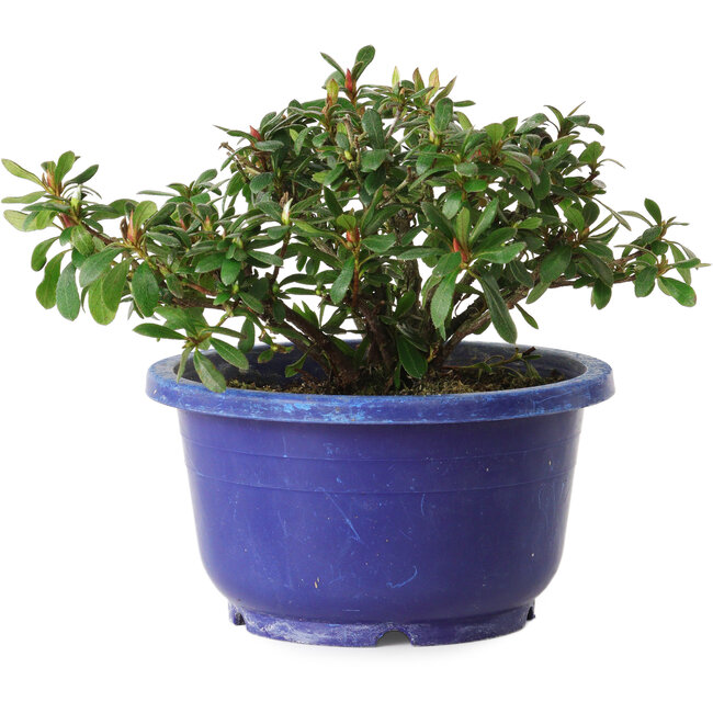 Rhododendron indicum Iwaiboshi, 10 cm, ± 8 jaar oud