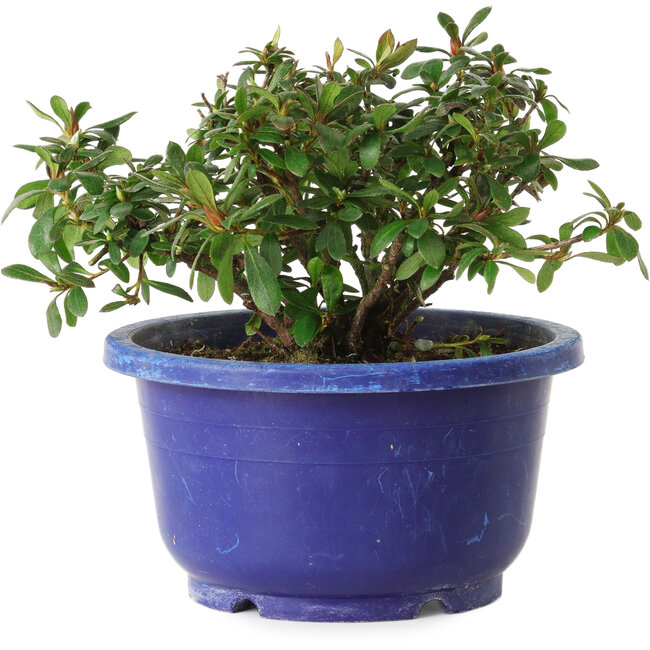 Rhododendron indicum Iwaiboshi, 10 cm, ± 8 ans