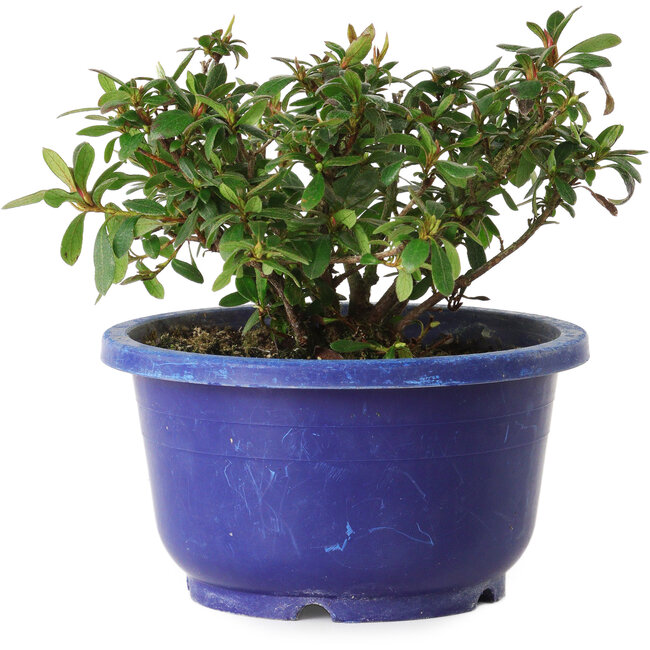 Rhododendron indicum Iwaiboshi, 10 cm, ± 8 años