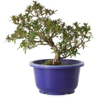 Rhododendron indicum, variëteit onbekend, 18 cm, ± 8 jaar oud