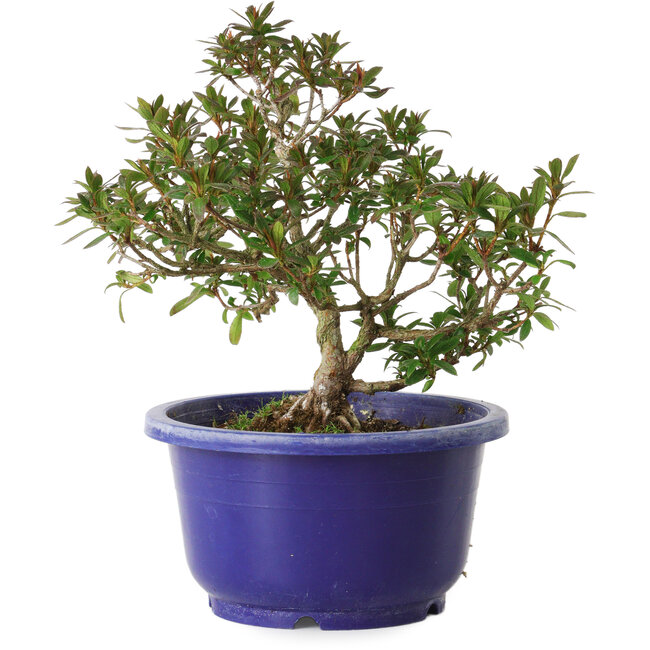 Rhododendron indicum, Sorte unbekannt, 18 cm, ± 8 Jahre alt