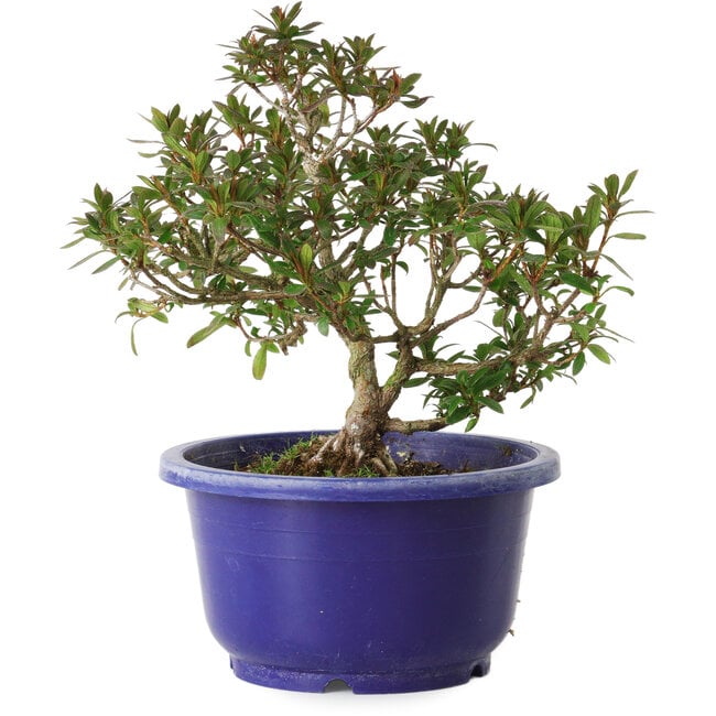 Rhododendron indicum varietà sconosciuta, 18 cm, ± 8 anni