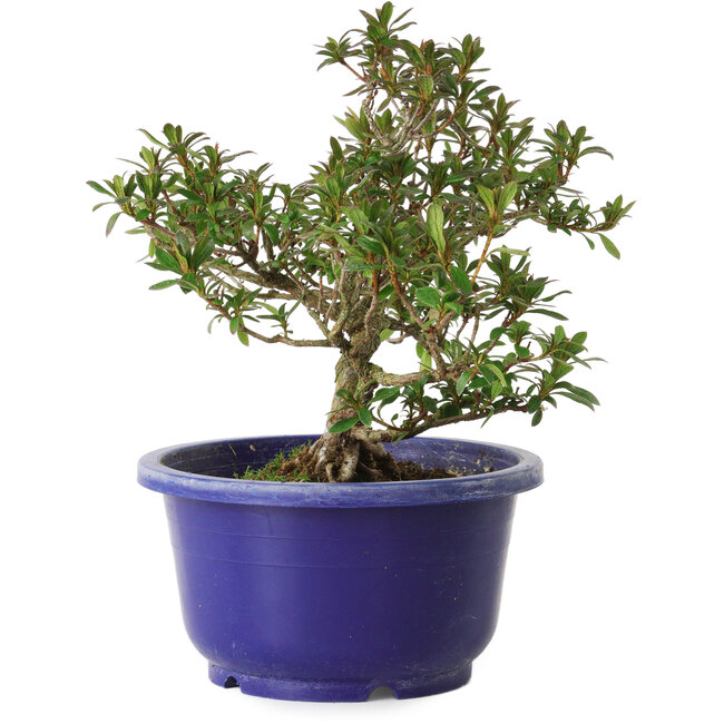 Rhododendron indicum variedad desconocida, 18 cm, ± 8 años