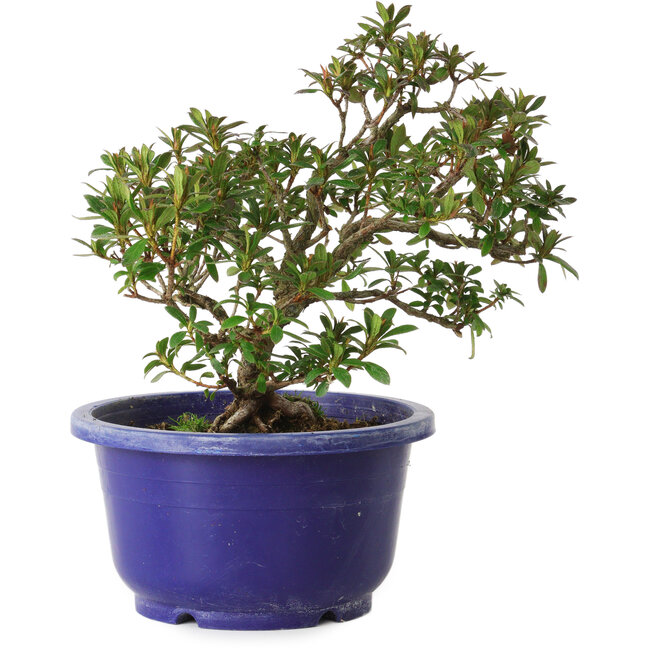 Rhododendron indicum variedad desconocida, 18 cm, ± 8 años