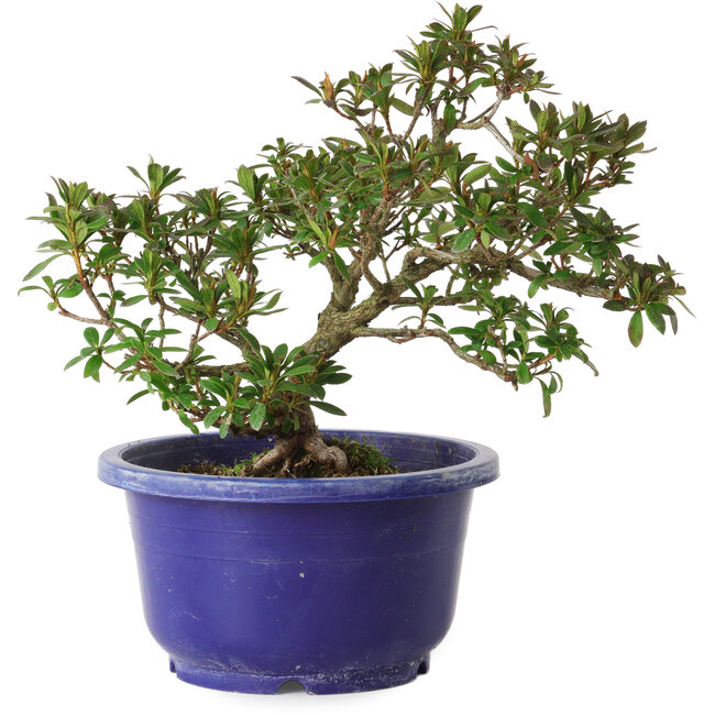 Rhododendron indicum, Sorte unbekannt, 18 cm, ± 8 Jahre alt