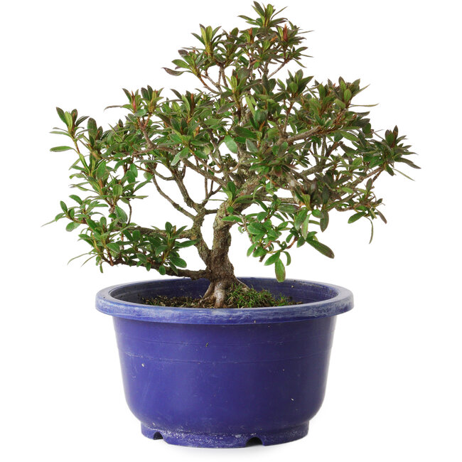 Rhododendron indicum variété inconnue, 18 cm, ± 8 ans