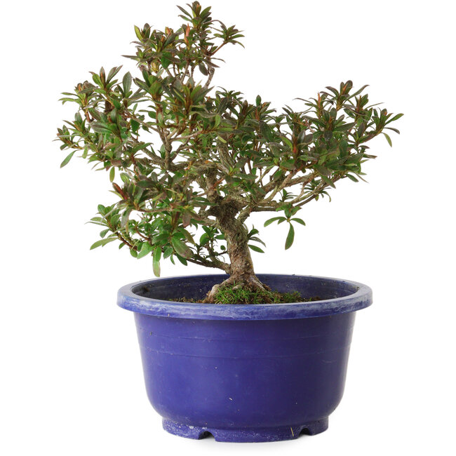 Rhododendron indicum variété inconnue, 18 cm, ± 8 ans