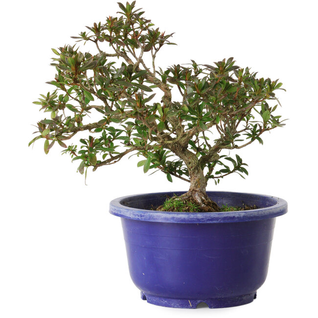 Rhododendron indicum, Sorte unbekannt, 18 cm, ± 8 Jahre alt