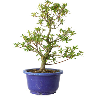 Rhododendron indicum Fukubotan, 27 cm, ± 8 años