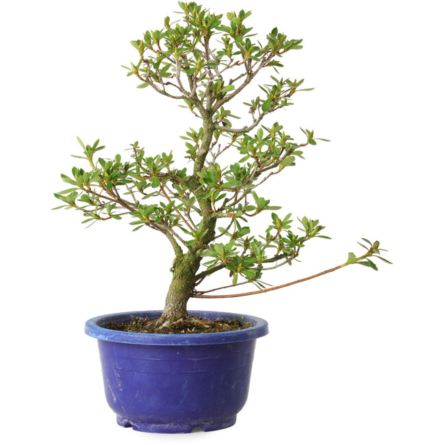 Rhododendron indicum Fukubotan, 27 cm, ± 8 ans