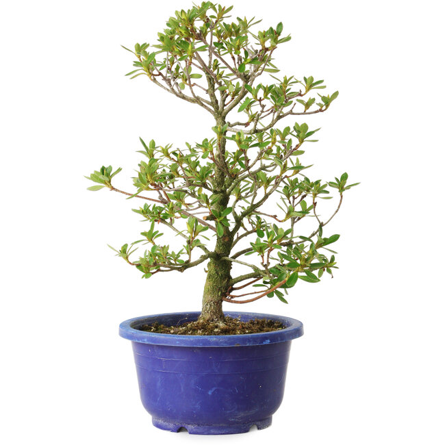 Rhododendron indicum Fukubotan, 27 cm, ± 8 anni