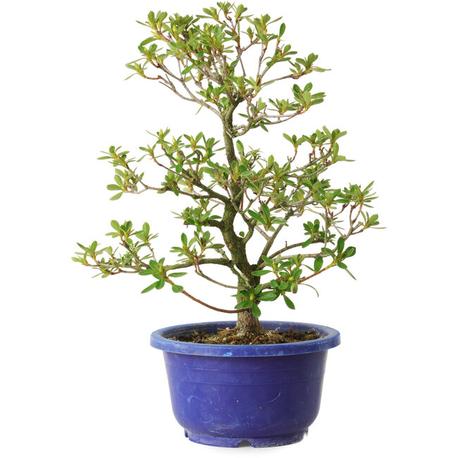 Rhododendron indicum Fukubotan, 27 cm, ± 8 Jahre alt