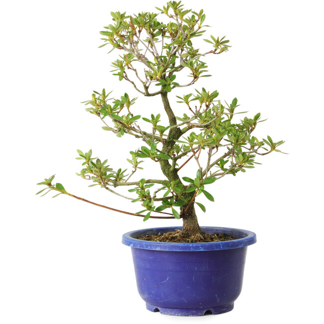 Rhododendron indicum Fukubotan, 27 cm, ± 8 ans