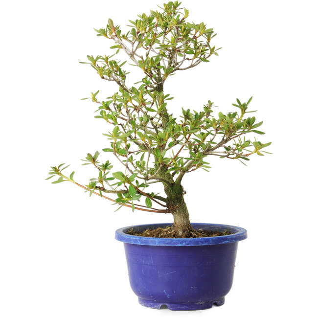 Rhododendron indicum Fukubotan, 27 cm, ± 8 años