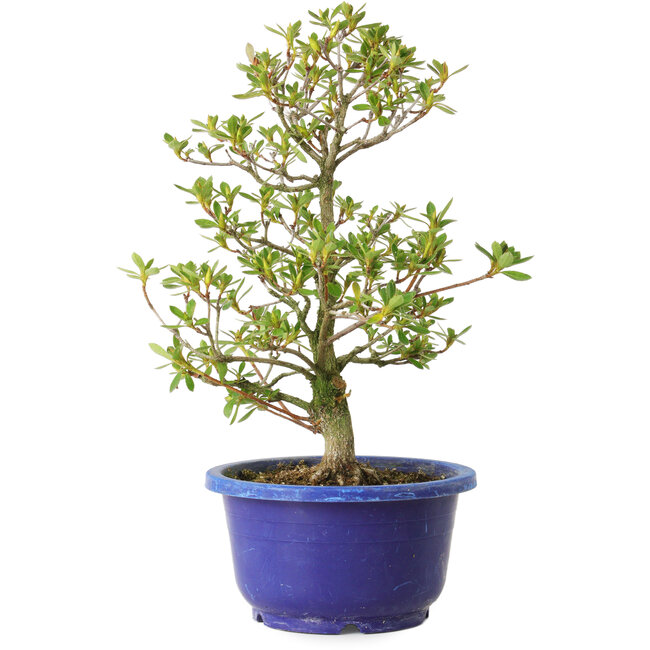 Rhododendron indicum Fukubotan, 27 cm, ± 8 years old