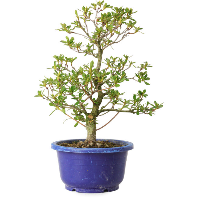 Rhododendron indicum Fukubotan, 27 cm, ± 8 years old