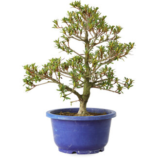 Rhododendron indicum Sachi-No-Kirameki, 25 cm, ± 8 Jahre alt