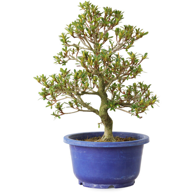 Rhododendron indicum Sachi-No-Kirameki, 25 cm, ± 8 anni