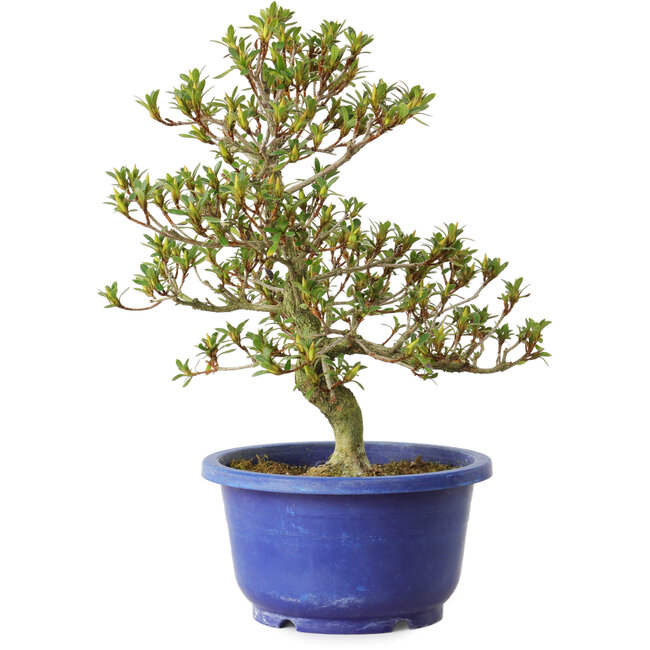 Rhododendron indicum Sachi-No-Kirameki, 25 cm, ± 8 ans