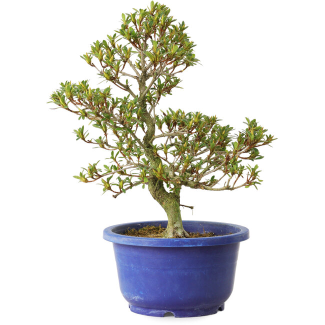 Rhododendron indicum Sachi-No-Kirameki, 25 cm, ± 8 anni