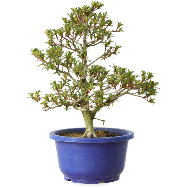 Rhododendron indicum Sachi-No-Kirameki, 25 cm, ± 8 Jahre alt